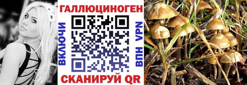 блэк спрут ссылки  Алдан  Псилоцибиновые грибы Cubensis 